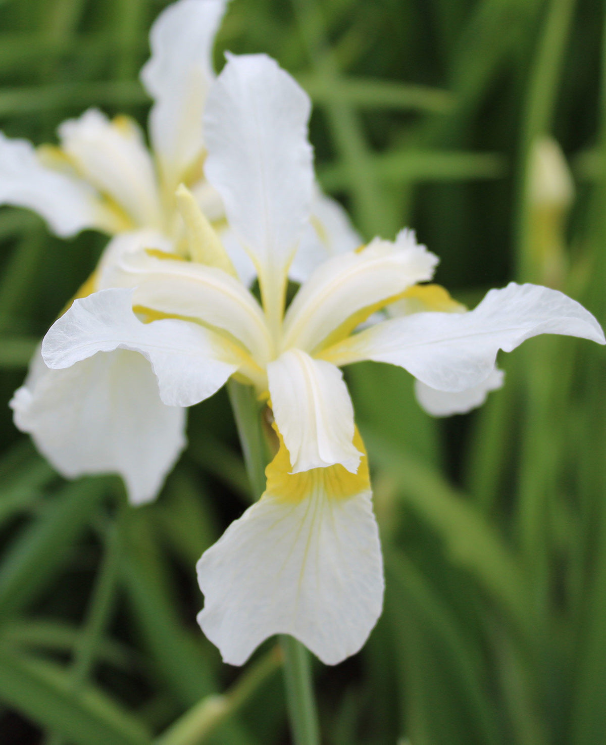 Snow Queen Siberian Iris - 3 root divisions