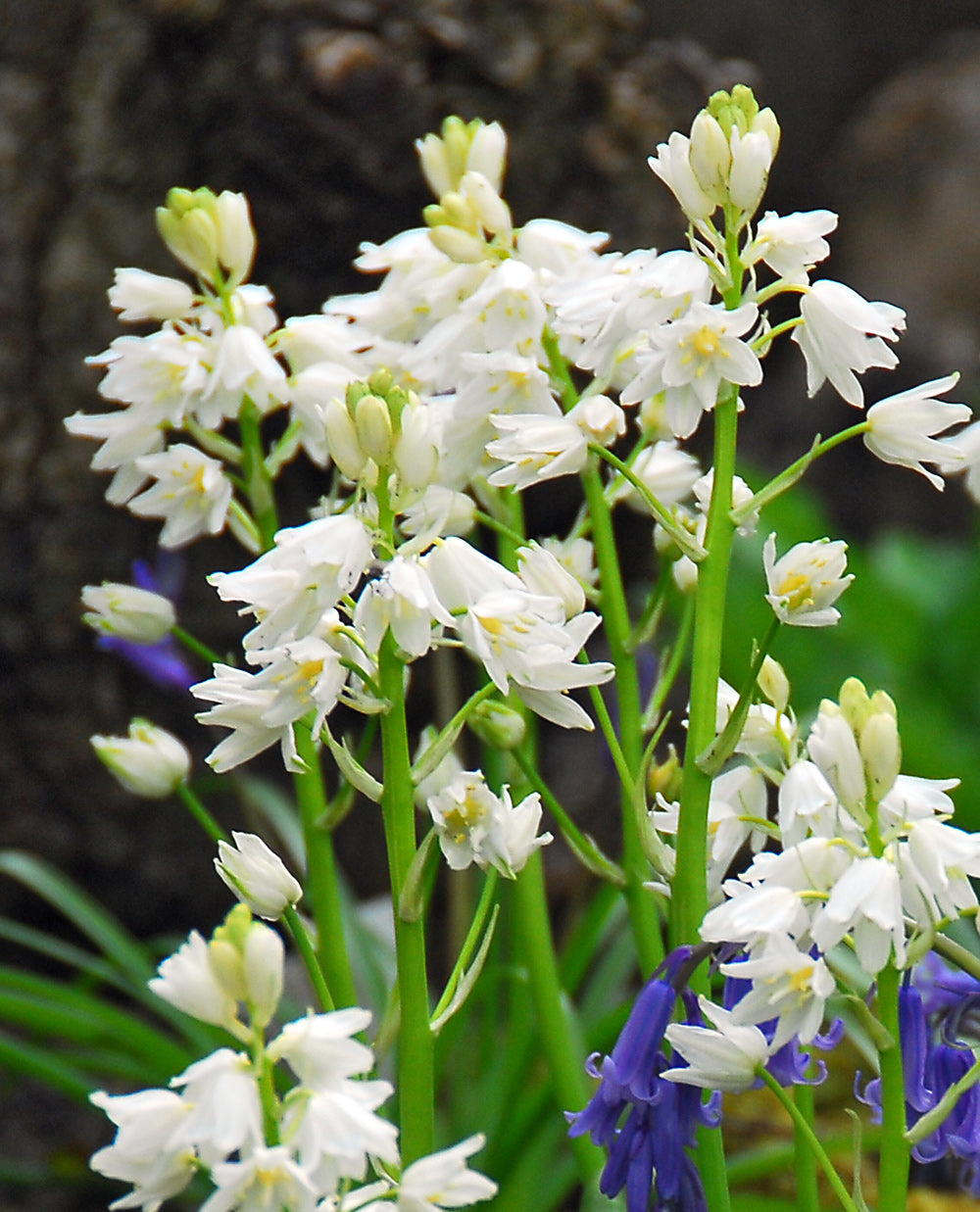 White City Spanish Bluebells - 25 bulbs