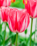 Spring Break Triumph Tulip - 10 bulbs