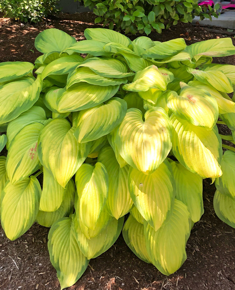 Stained Glass Hosta - 3 root divisions
