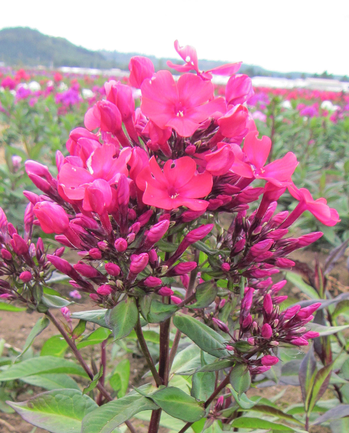 Starfire Tall Summer Phlox - 3 root divisions