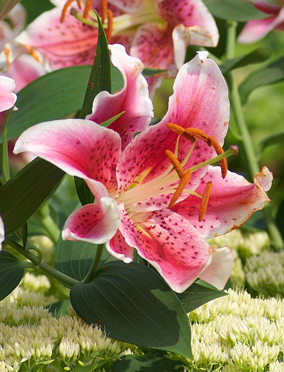 Stargazer Oriental Lily - 5 bulbs