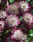 Star of Beauty Astrantia - 3 root divisions