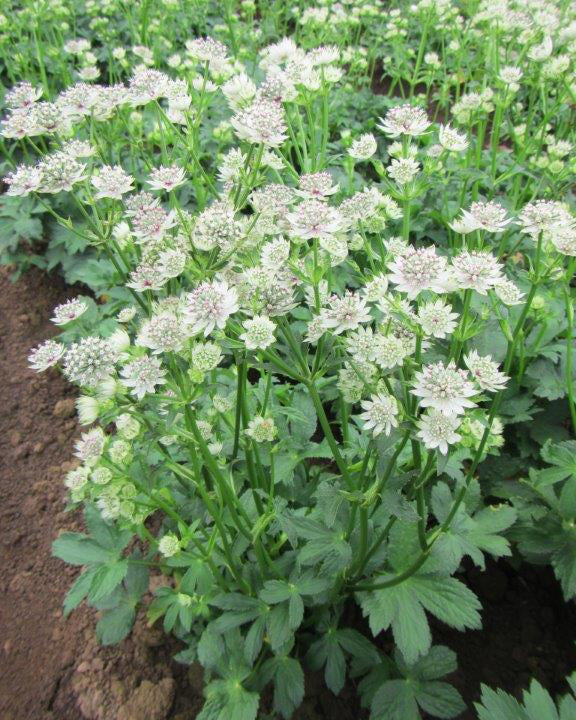 Star of Billions Astrantia - 3 root divisions