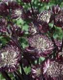 Star of Fire Astrantia - 3 root divisions