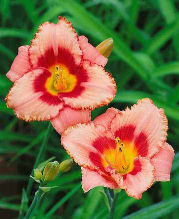 Strawberry Candy Daylilies - 3 root divisions