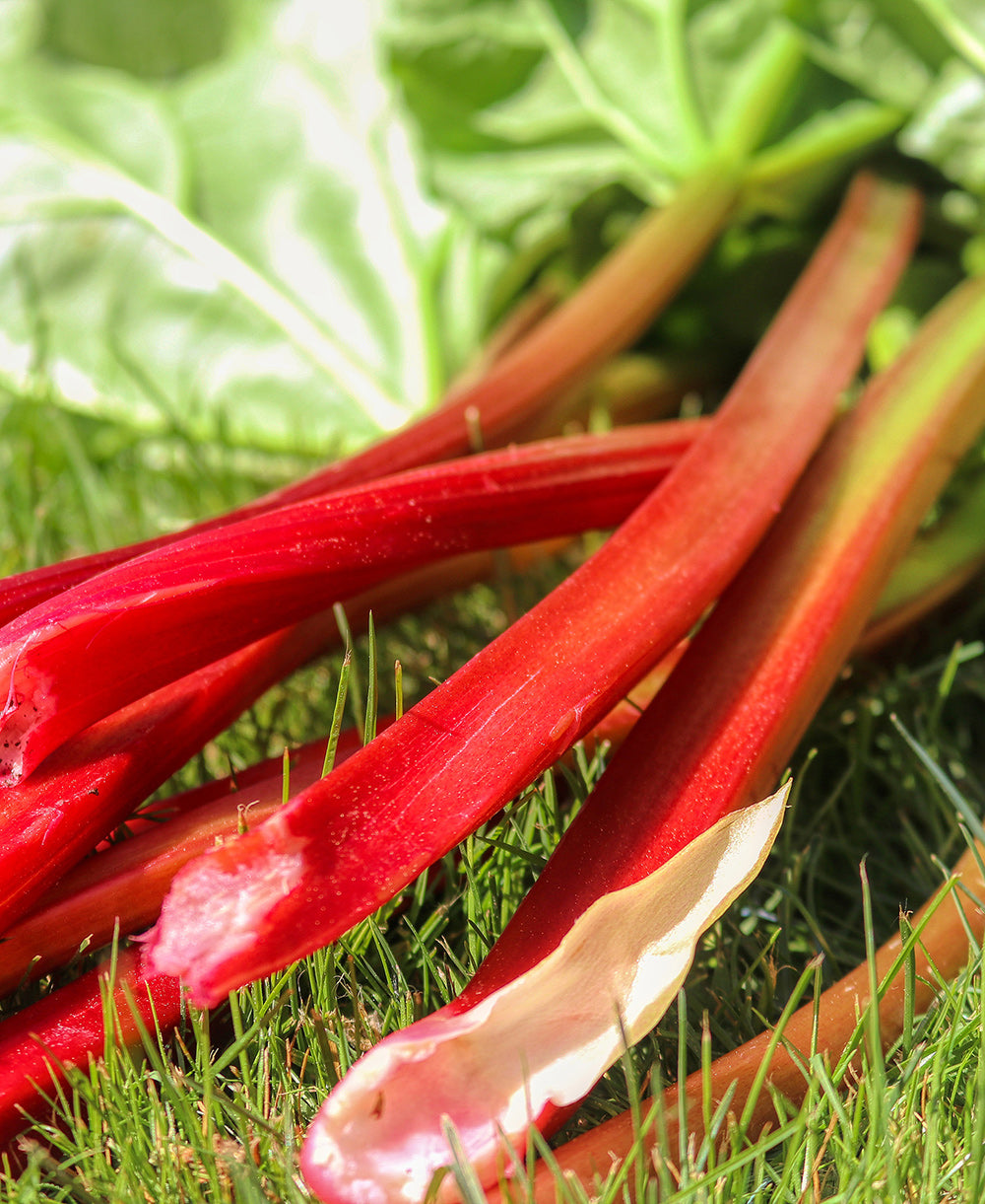 Strawberry Red Rhubarb Crowns - 1 root division