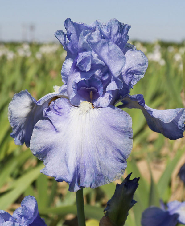Sugar Blues Bearded Iris - 3 bareroot plants