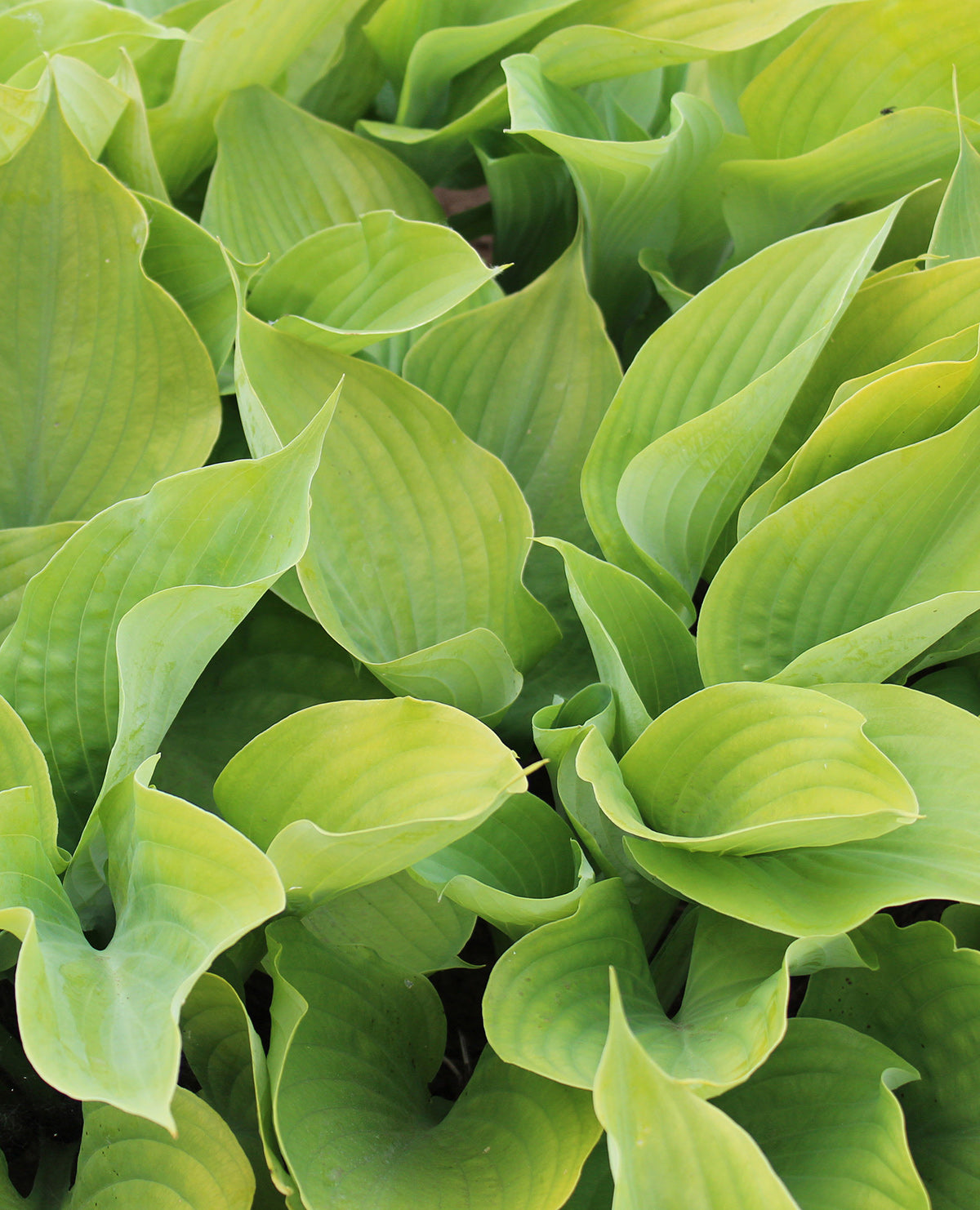 Sum & Substance Large Leaved Hosta - 3 root divisions