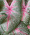 Summer Pink Fancy Leaved Caladium - 3 tubers