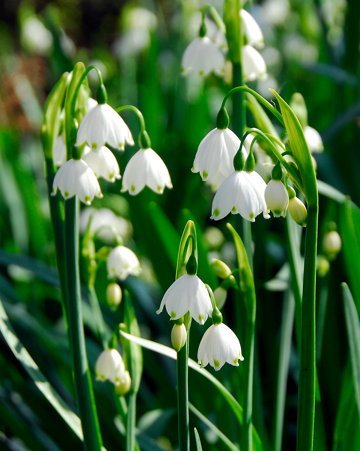 Summer Snowflake Leucojum - 25 bulbs