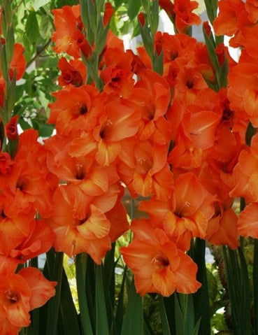 Sun Kissed Gladiolus - 5 bulbs