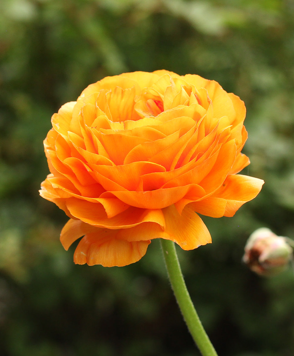 Good Night Ranunculus Sunset Ranunculus - 10 bulbs