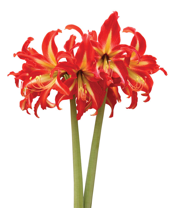 Swazi® Sonatini Amaryllis - 20-22 cm bulb