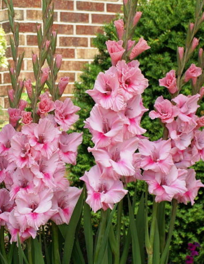 Tampico® Gladiolus - 5 bulbs