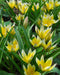 Tarda Species Tulip - 10 bulbs