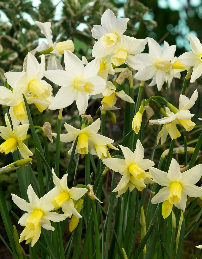 Toto Cyclamineus Daffodil - 10 bulbs