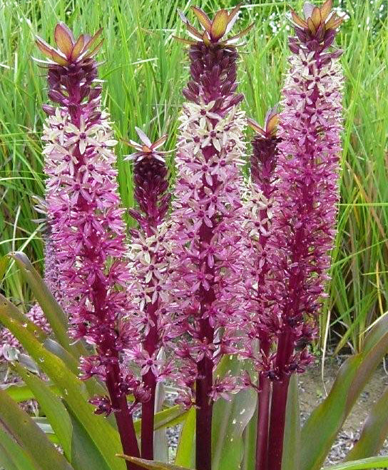 Tugela Jewel Pineapple Lily 3 tubers BloomingBulb