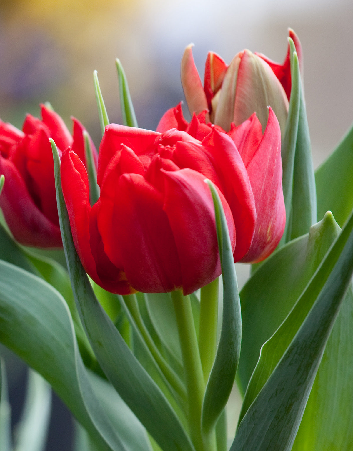 Abba Double Early Tulip - 10 bulbs