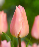 Apricot Beauty Single Early Tulip - 10 bulbs