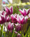 Claudia Lily Flowered Tulip - 10 bulbs