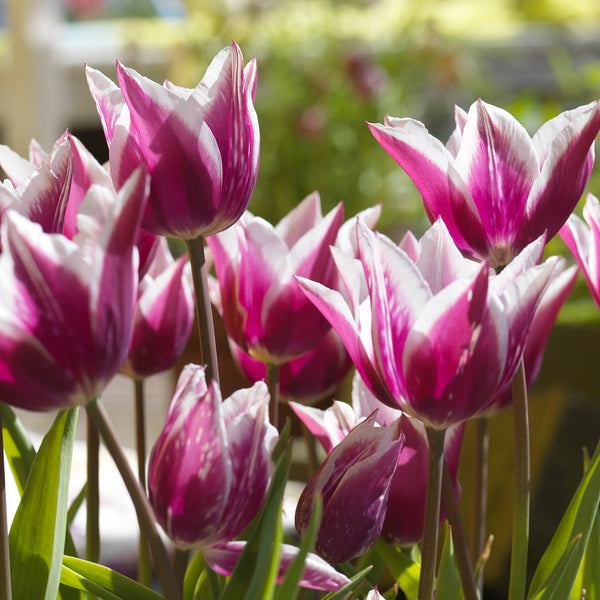 Claudia Lily Flowered Tulip