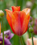 Dordogne Single Late Tulip - 10 bulbs