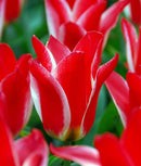 Pinocchio Greigii Tulip - 10 bulbs