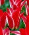 Pinocchio Greigii Tulip - 10 bulbs