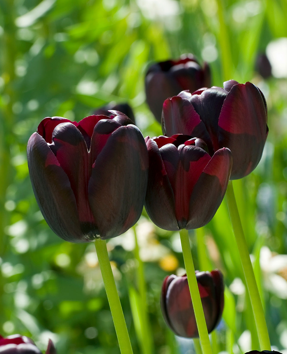 Queen of the Night Single Late Tulip - 10 bulbs