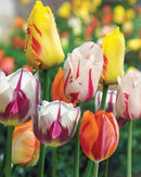 Rembrandt Tulip Mixed - 7 bulbs