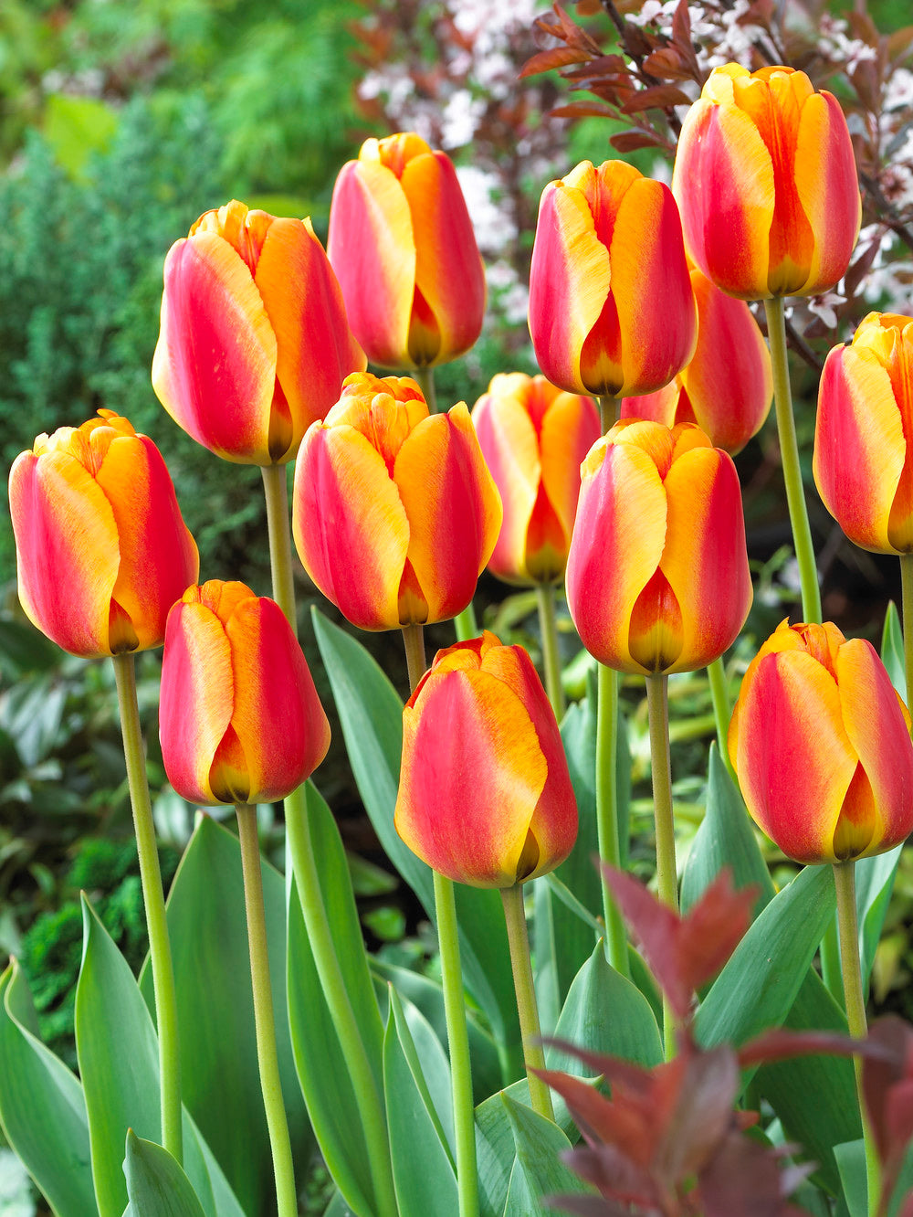 Apeldoorn Elite Striped Darwin Hybrid Tulip - 10 bulbs