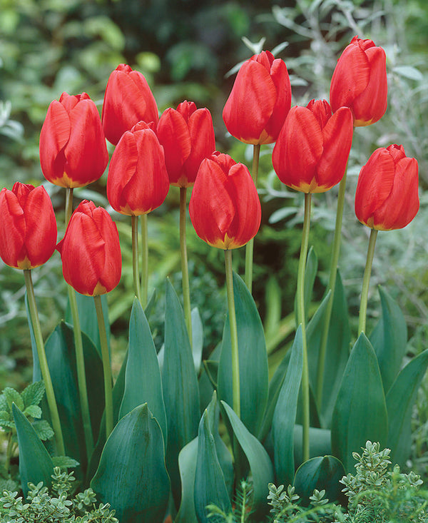 Oxford Darwin Hybrid Tulip - 10 bulbs