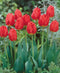 Oxford Darwin Hybrid Tulip - 10 bulbs