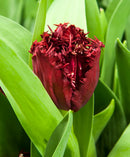 Versaci Fringed Tulip - 10 bulbs