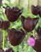 Vincent Van Gogh Fringed Tulip - 10 bulbs