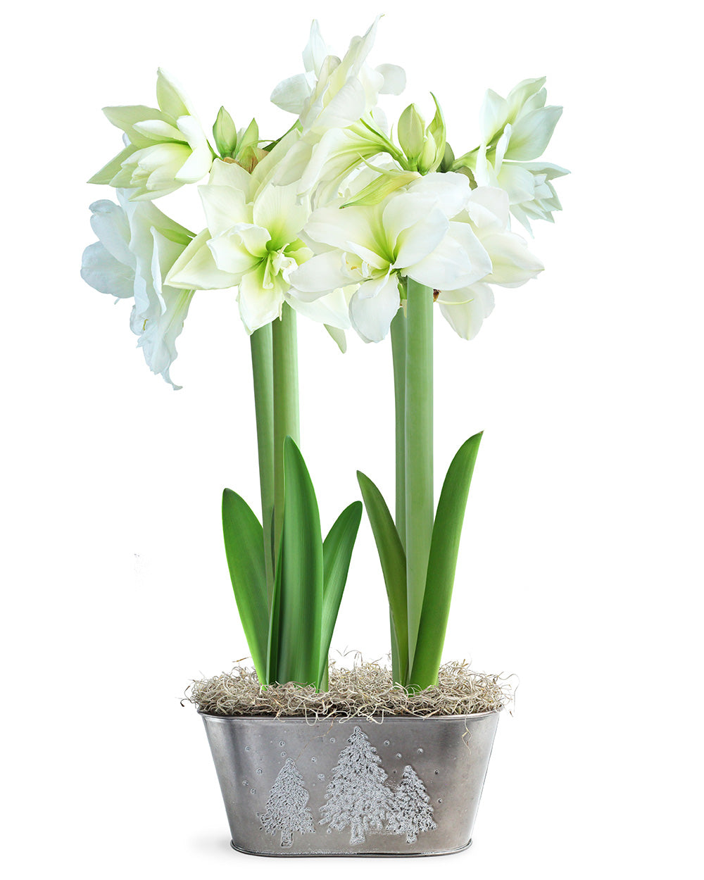 White Amaryllis Bulb Gift