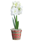 White Amaryllis Holiday Basket