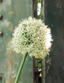 White Giant Allium - 3 bulbs