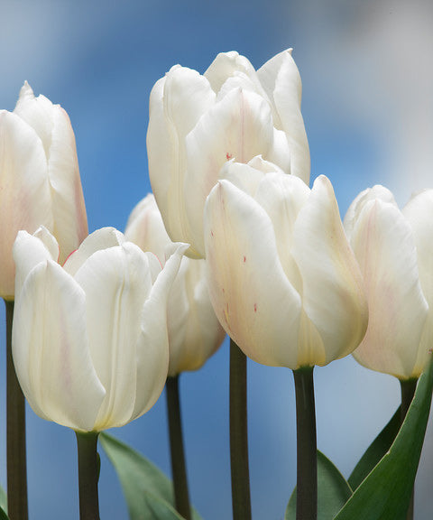 White Marvel Single Early Tulip - 10 bulbs