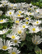 White Splendor Anemone blanda - 25 bulbs