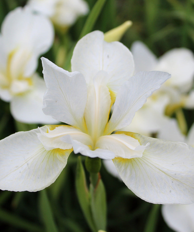 White Swirl Siberian Iris - 3 root divisions