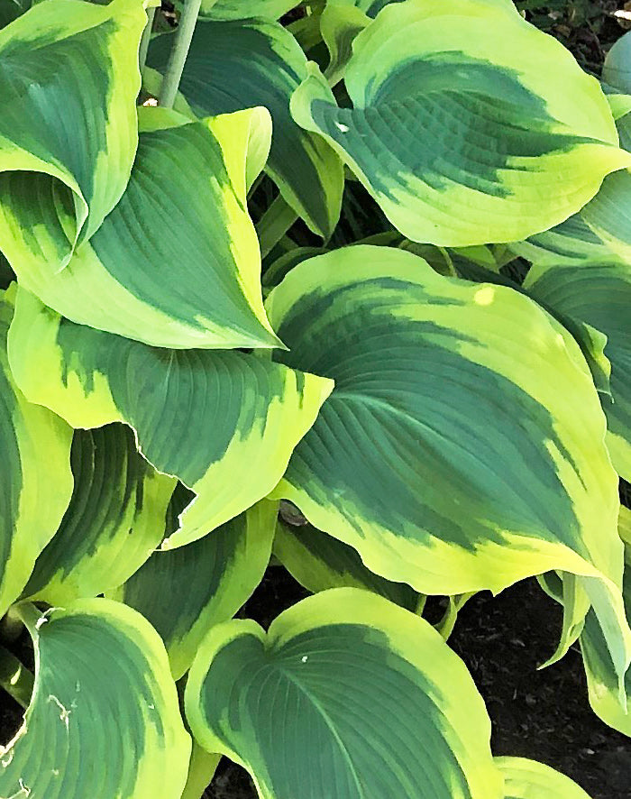 Wide Brim Hosta - 3 root divisions