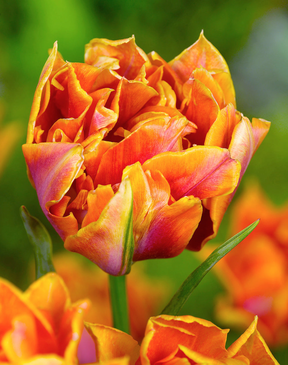 Willem van Oranje Tulip - 10 bulbs