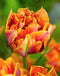 Willem van Oranje Tulip - 10 bulbs