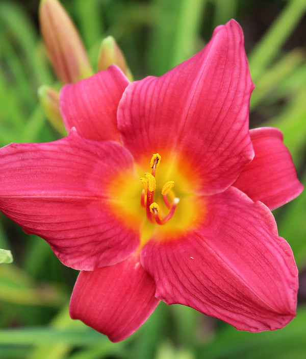Wine Delight Daylily - 3 root divisions