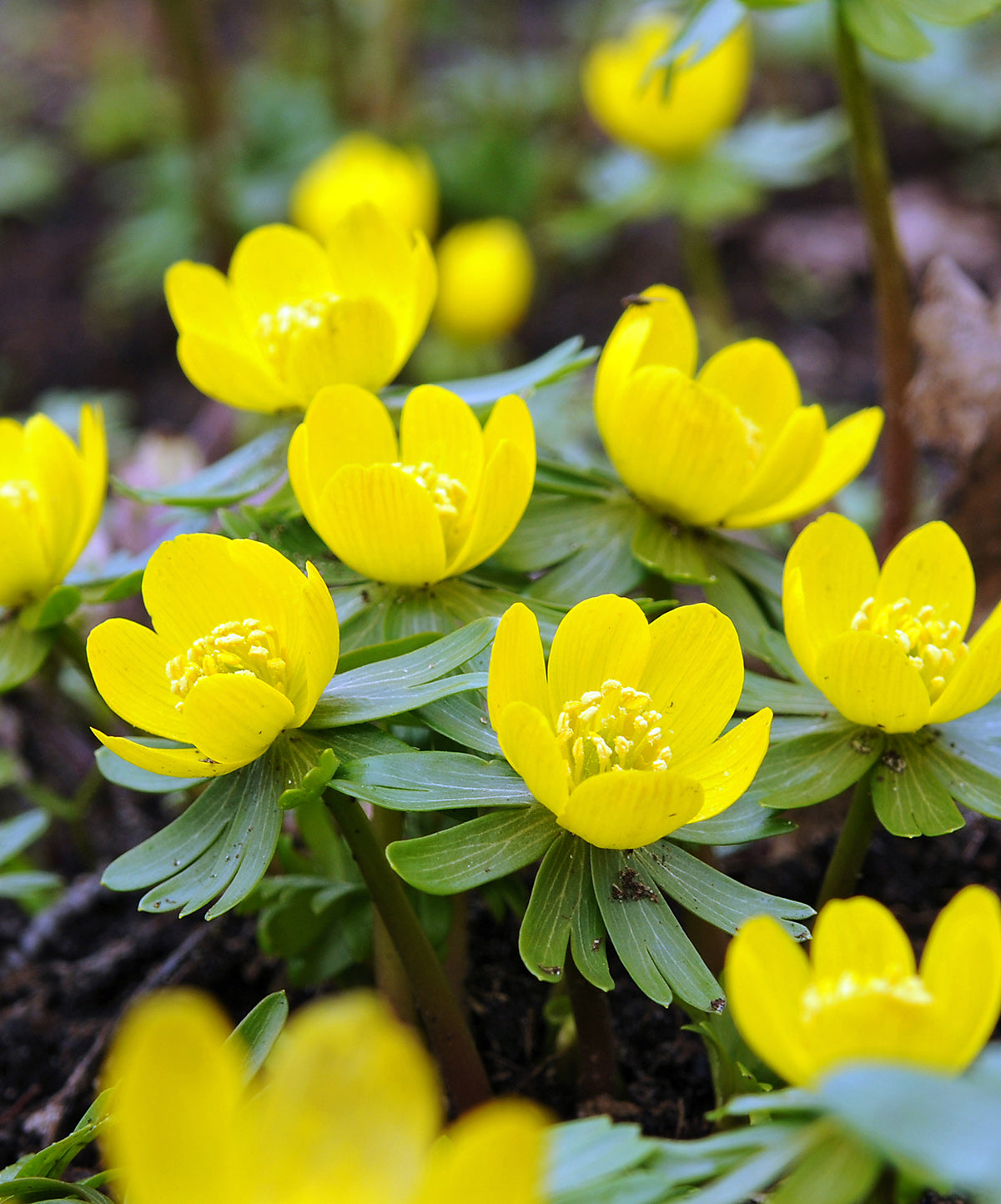 Winter Aconite - 25 bulbs