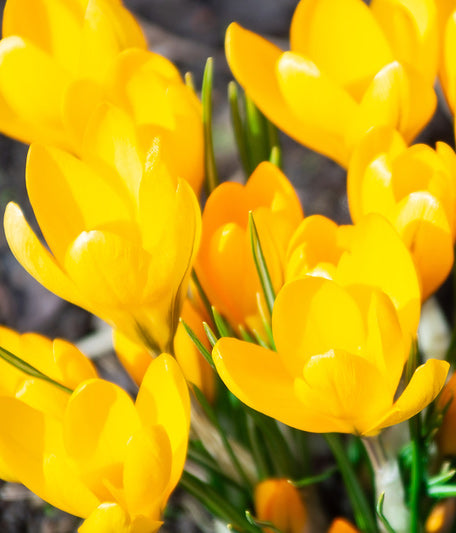 Yellow Mammoth Large Flowering Crocus - 10 bulbs