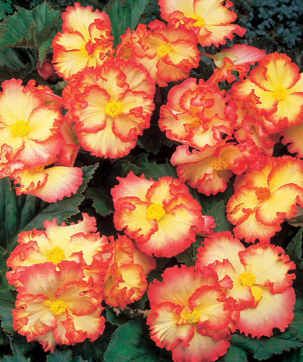 Yellow and Red Crispa Marginata Begonia - 3 tubers