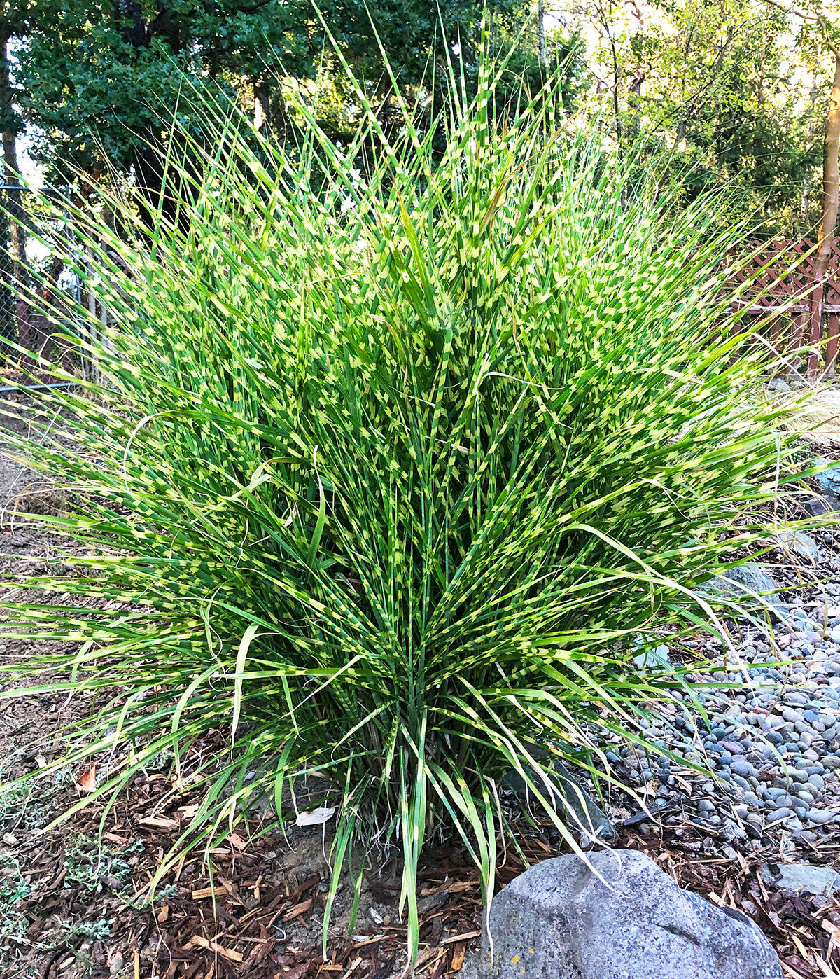 Zebra Grass - 3 bareroot plants